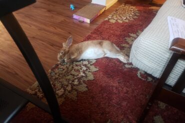 Check out the belly on this noodle!