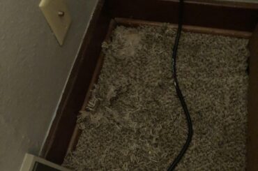 Carpet destruction after a pen escape... (x-post r/Rabbits)