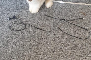 When the rabbits said they were going to get me some wireless earphones as a gift, this wasn't quite what I was expecting to find on my pillow.