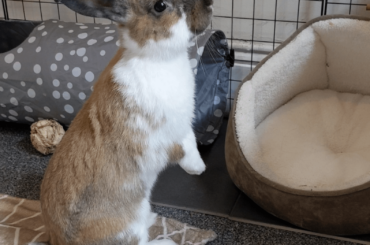 Curious bunno
