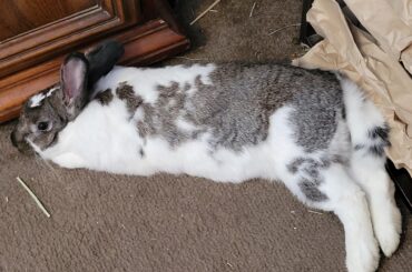 Handsome Chunky Noodle