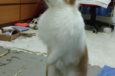 I just love the way she is crossing her little paws when she is standing up.