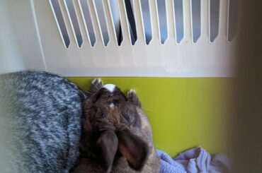 Found Dandelion (brown) laying in this position on the car ride home from the vet