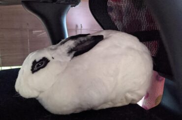My loaf of white bread, bit burnt on the edges.