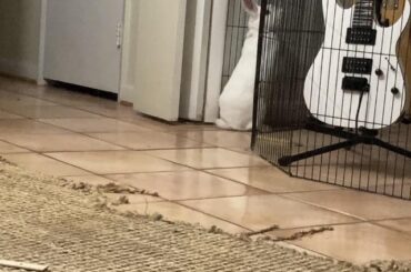 Bun Jovi wants to get jamming