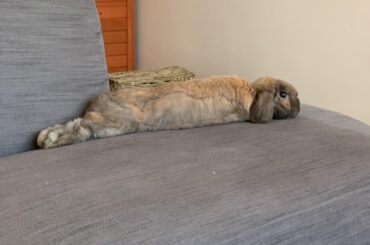 After dinner hop noodle