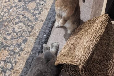 Vigilant Pichu ft. Basil stumps