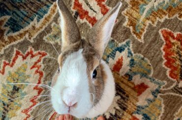 My boss 🙄 he’s all, “I expect better performance next quarter, hoomin.”