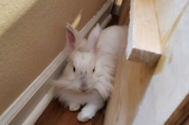 Cleaning day means new comfy spots for Juniper!