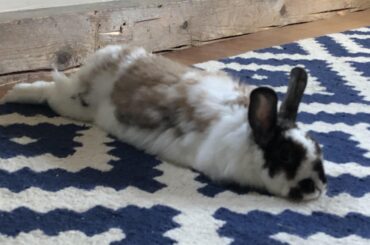 She’s sad because I told her she couldn’t use the wood trim as a chew toy