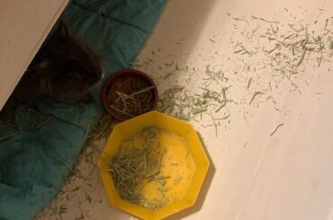 I guess hay wasn't his thing anymore...