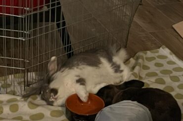 On the foodbowl, why not 🤔