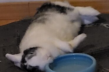 ahh yissss the bestest pillow
