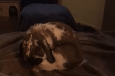 Bunny flop not going as planned... (x-post r/Rabbits)