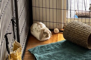 Loaf or fuzzy slipper?