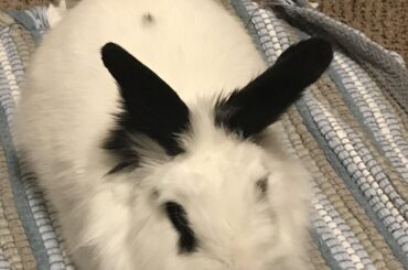 barnaby comfy on the rug