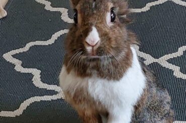 Pixie, curious as always