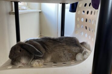 Desk chair snoozes