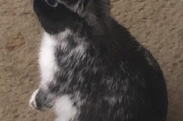 Is that the crinkle of the dried fruit bag???