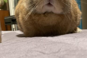 The giant mouf is here…