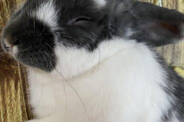 Every angle of the melon loaf
