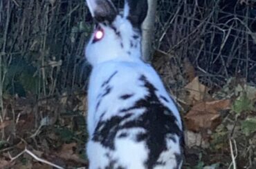 Kraken saw the deer long before I did😂🖤 a gorgeous doe walked up to the fence just after I took this and talked with kraken then walked off. (I know she’s not loafing in the photo but I had to share)