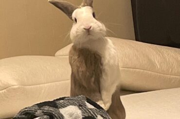 I think he wants to fight