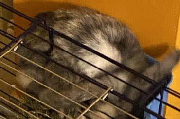 This mf ate my phone charging cable and loves to chill under the sofa.