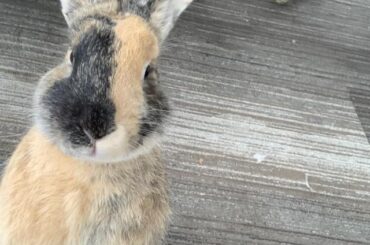 Some gems of standing chompsky