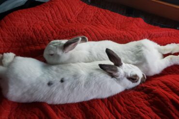 Oh no I spilled noodles on my bed