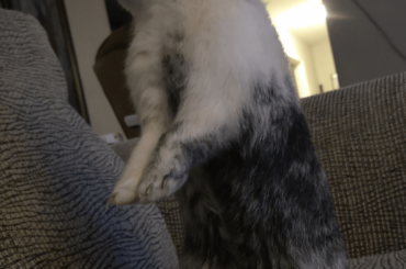 Have to stand on my tippy toes to see over the couch 👀