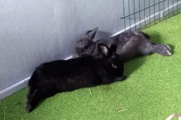 My bunnies, noodling together