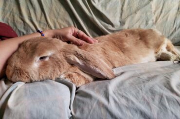 X post from r/rabbits. My giant floof enjoying lazy cuddles on Easter