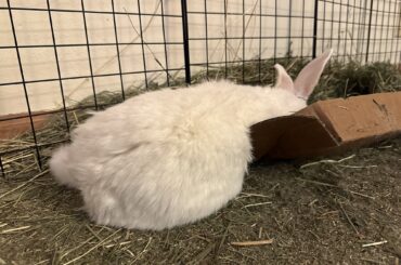 Sometimes Freya is more liquid than rabbit
