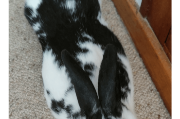 This is Rory, he is non-newtonian