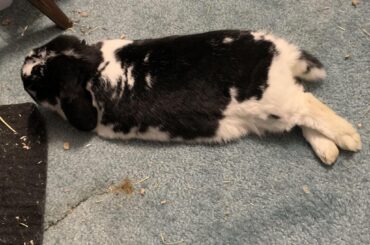 Flopped bunny