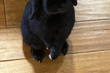 At least he’s begging politely