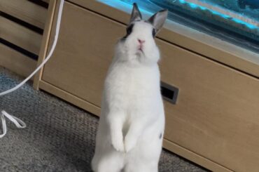 This is how Stewy looks at me😂 (dw I watch him around the wires when he’s free roaming)