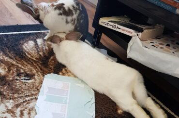 Got told my hopnoodle might get some love over here. She loves shoving her face under her sister to force some grooming