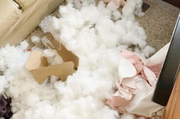 there was a pillow in the couch crevice for many weeks to block him from tunneling in to dig but it seems he has dug while i was sleeping in today 💀💀