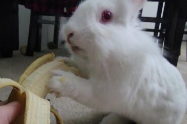 "The whole nanner is mine hooman"