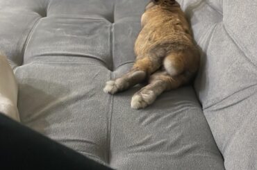 My bun