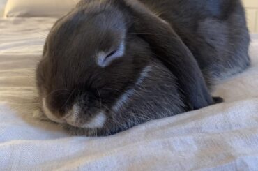 This is the loaf (life).