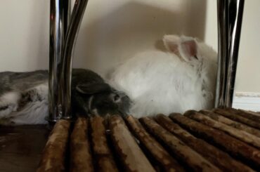 i guess the comfiest nap spot is on your side and under an angora’s fluffy butt 🥰