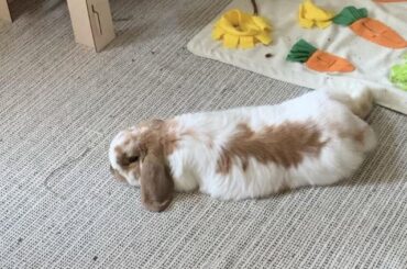 A compilation of my chonk noodle.