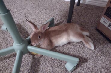 I'm tired, I sleep on chair now. Okay?