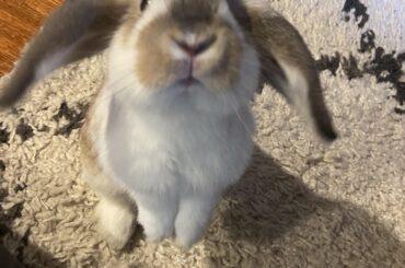 Everyone, meet Biscuit