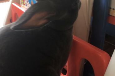 Nothing is safe in this house.