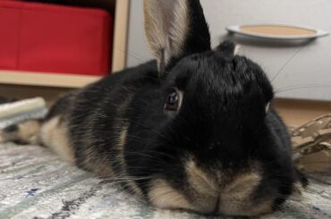 Detachable front legs, very handy