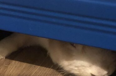 Since y'all liked Henry's escapades, here is Keith. She likes it under the shelf. She barely fits under there too.